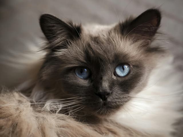  Descoperă Colosii Lumii Feline!