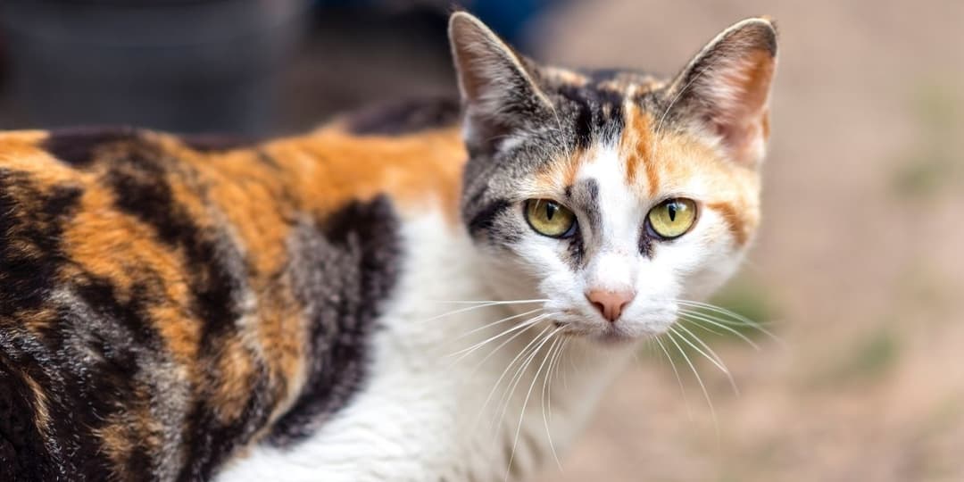  semnificația din spatele gestului misterios al felinei tale