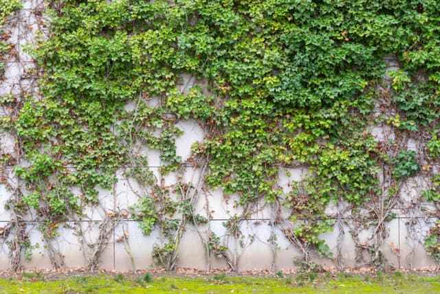  Farmec natural și eleganță într-un decor spectaculos și ușor de întreținut!